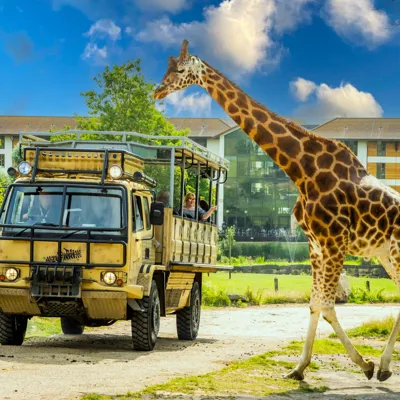 Chessington World of Adventures Giraffe Safari
