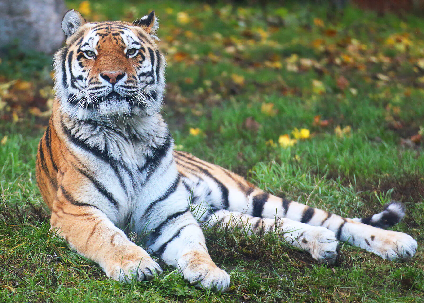 Chessington World of Adventures Zoo Amur Tiger