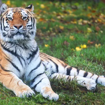 Chessington World of Adventures Zoo Amur Tiger